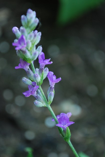 写真: English Lavender