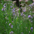 写真: English Lavenders 7-9-10