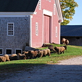 写真: A Flock of Sheep