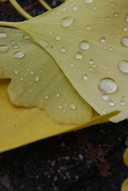 写真: Gingko Leaves with Raindrops