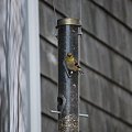 写真: American Goldfinch