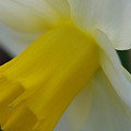 写真: Daffodil_White and Yellow 5-7-11