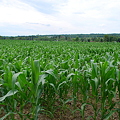 写真: The Field of Corn
