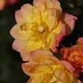 写真: 生田バラ園の秋薔薇