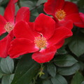 生田バラ園の秋薔薇