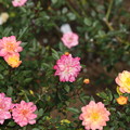生田バラ園の秋薔薇