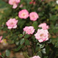写真: 生田バラ園の秋薔薇