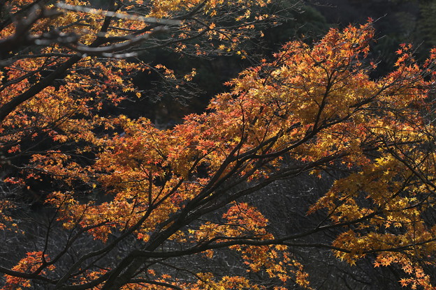 写真: 熱海梅林の紅葉