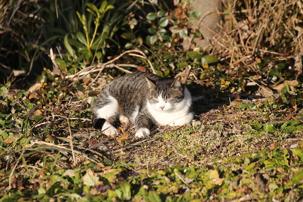 城ヶ島の猫