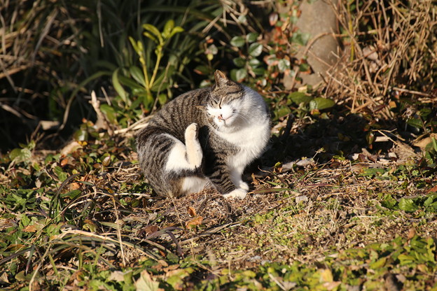 城ヶ島の猫