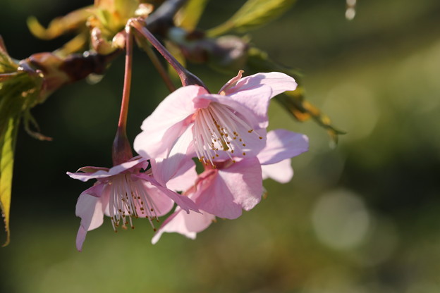 城ヶ島　早咲きの桜