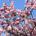 写真: GW東北旅行4/29 遅咲きの桜