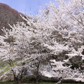 写真: GW東北 猪苗代若宮堰の桜