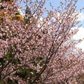 写真: GW東北 鬼頭の桜
