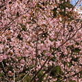 写真: GW東北 鬼頭の桜