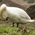写真: 河口湖の白鳥 毛繕い
