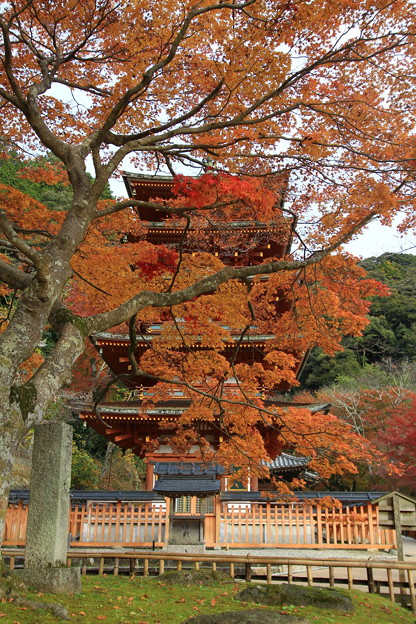 写真: 紅葉に囲まれる五重塔