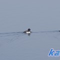 写真: 児島湖のキンクロハジロ