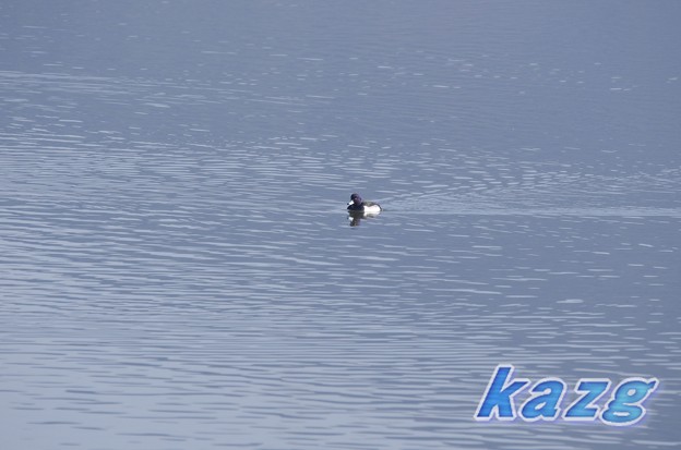 写真: 児島湖のキンクロハジロ