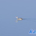 写真: 児島湖のカンムリカイツブリ