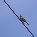 写真: 電線で囀るオオヨシキリ
