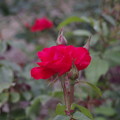 写真: 種松山公園の赤いバラ