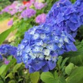 写真: 種松山の紫陽花