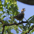 写真: カワラヒワの若鳥（自然環境体験公園）