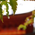 写真: 氷雨降る美作長福寺三重塔