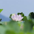 写真: 蓮根田のハスの花（２０１８）