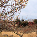 写真: 早春の備中国分寺五重塔