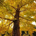 勝楽山 高蔵寺 銀杏の木