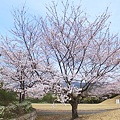 写真: 桜の木