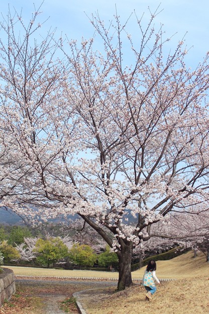 写真: 桜の木の下で