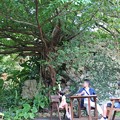 写真: 山の茶屋楽水の庭園