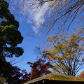 写真: 枯れ葉散る屋根を眺めて一首