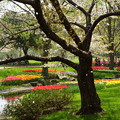 写真: 桜がファインダーに降り注ぐ幸せ