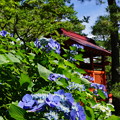 青い紫陽花と青い空