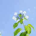 写真: 青い空に白い雲と白いアジサイ