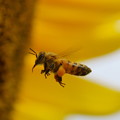 写真: 蜂は黄色い世界が好き
