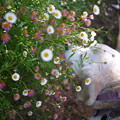 写真: 可愛い小さなお花とうみ姫くんくん