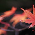 写真: 秋の彩り