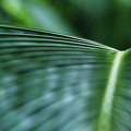 写真: leaf