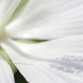 写真: モミジアオイ　（白花）