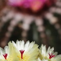 写真: サボテンの花