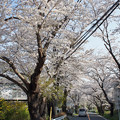 湘南平の桜並木１９