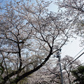 湘南平の桜並木３１