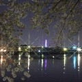 写真: 桜越しのガーデン埠頭