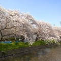 写真: 桜〜五条川