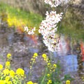 写真: 桜と菜の花〜五条川